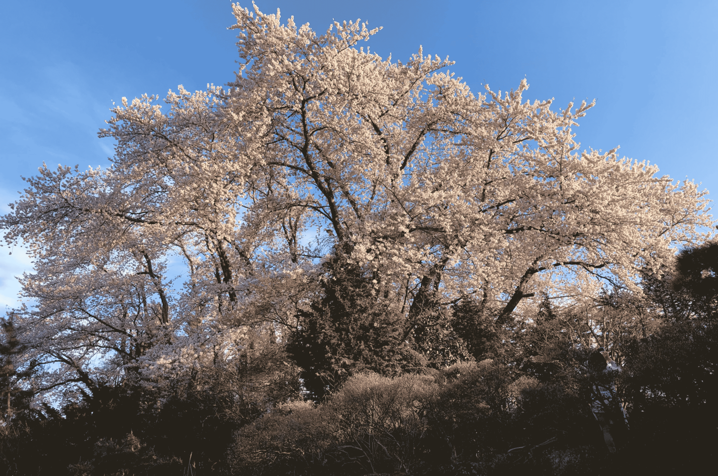 桜 自然も豊富 数研ゼミ